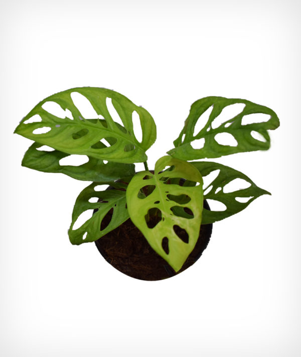 Swiss Cheese - Monstera Adansonii