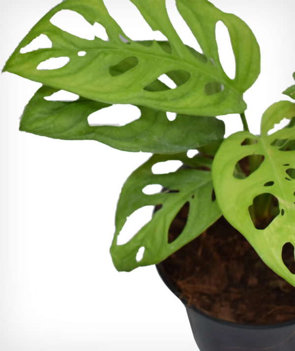 Swiss Cheese - Monstera Adansonii - Image 2