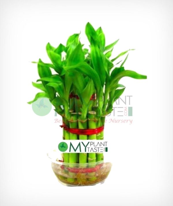 2 layer Lucky Bamboo Plant - Dracaena Braunii
