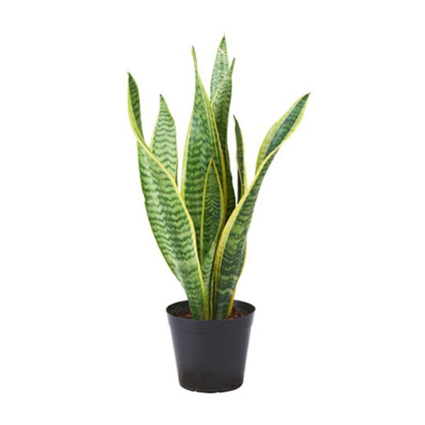 Mother-in-Law's Tongue / Snake Plant variegated