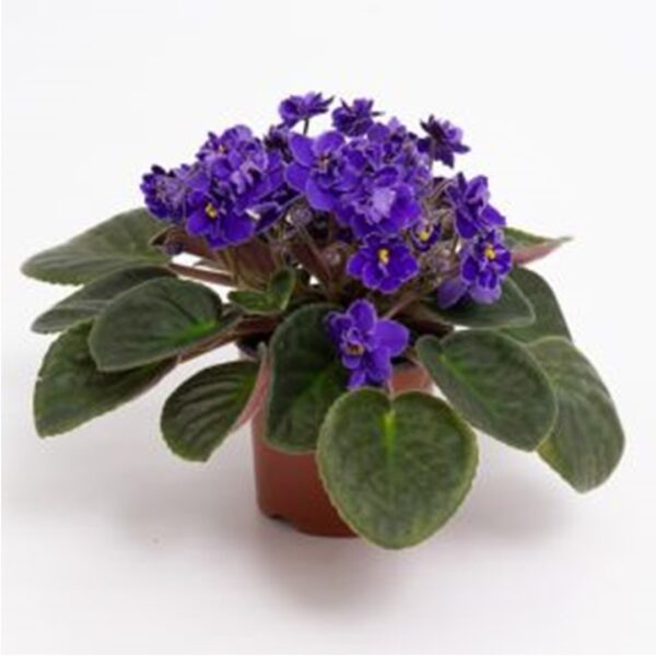 African violet