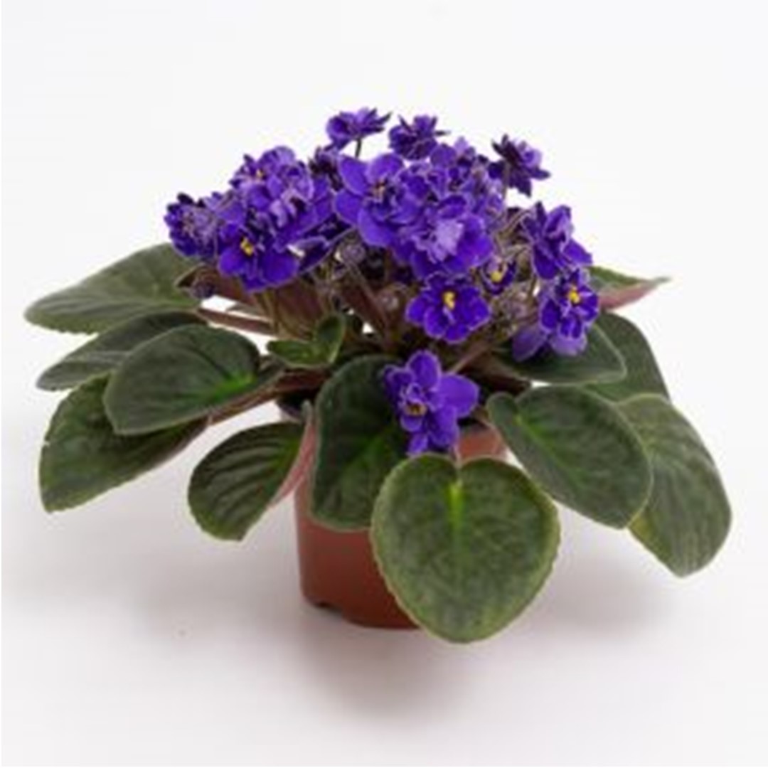 Floralsilk Limited African Violet Bush Assorted 