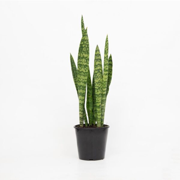 Mother-in-Law's Tongue / Snake Plant