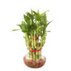 3 layer Lucky Bamboo Plant - Dracaena Braunii