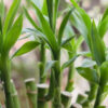 3 layer Lucky Bamboo Plant - Dracaena Braunii - Image 3