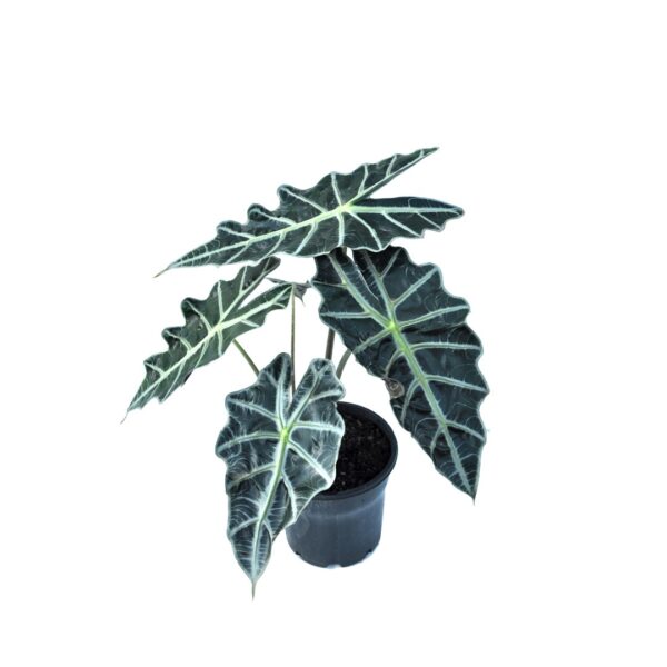 Alocasia Polly / Alocasia amazonica