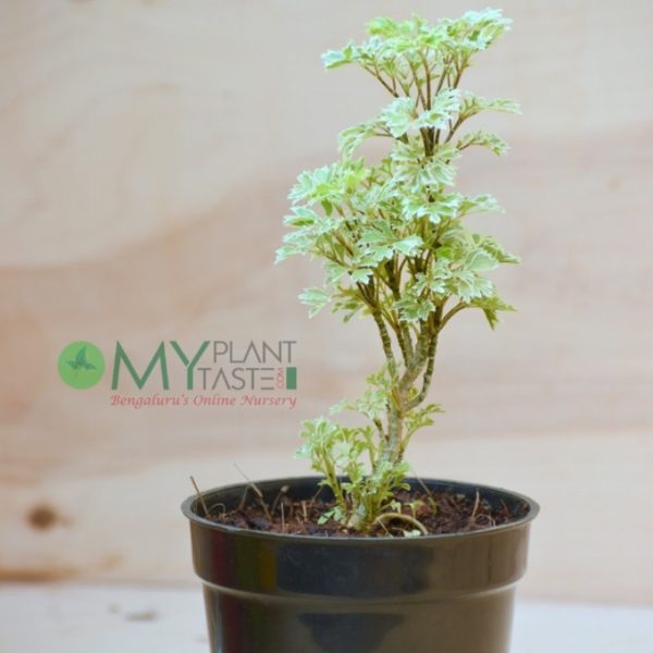 Aralia Variegated