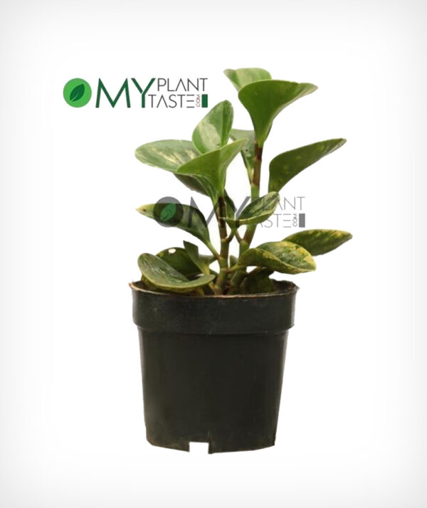 Baby Rubber Plant Variegated/ Peperomia Obtusifolia Variegata