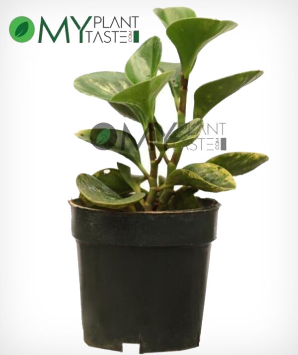 Baby Rubber Plant (Green)/ Peperomia Obtusifolia