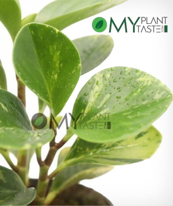 Baby Rubber Plant Variegated/ Peperomia Obtusifolia Variegata - Image 2