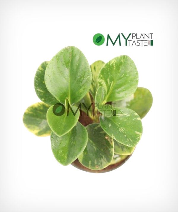 Baby Rubber Plant Variegated/ Peperomia Obtusifolia Variegata - Image 3