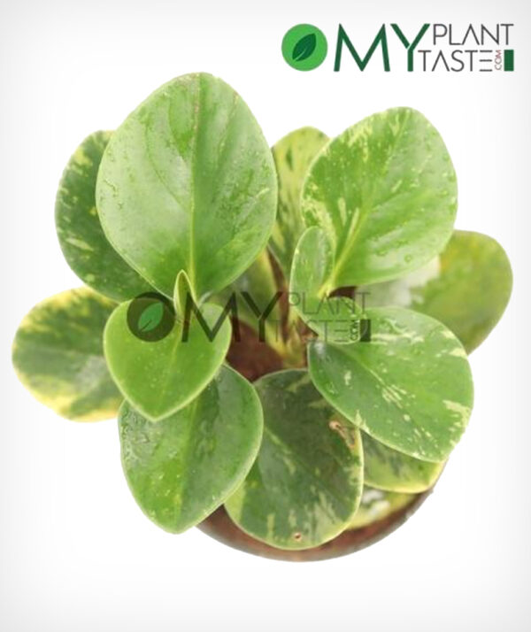 Baby Rubber Plant (Green)/ Peperomia Obtusifolia - Image 2