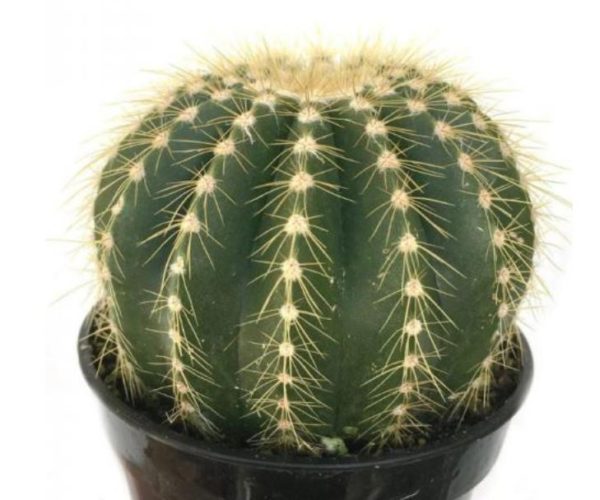 Balloon Cactus - Notocactus Magnificus
