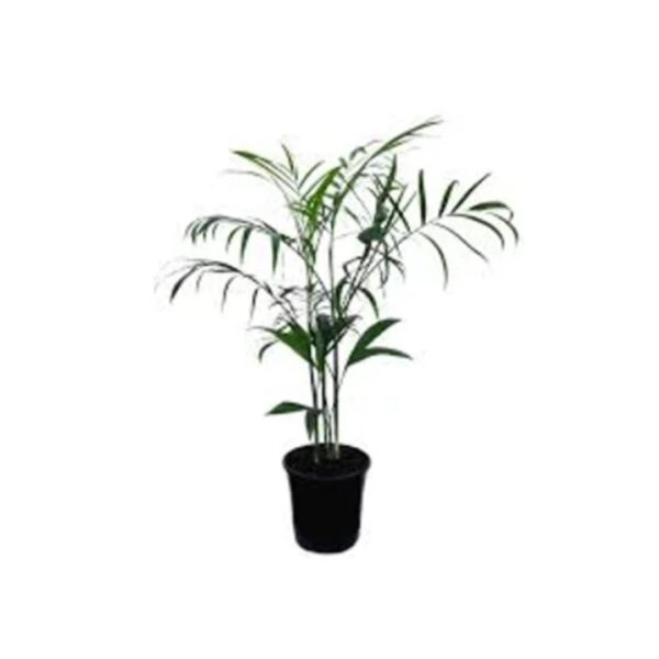 Bamboo palm / Chamaedorea seifrizii