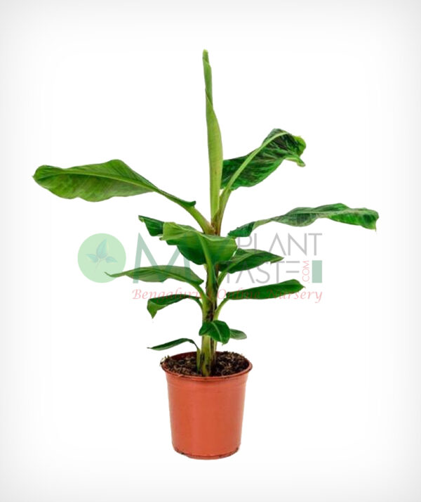 Banana / Musa acuminata