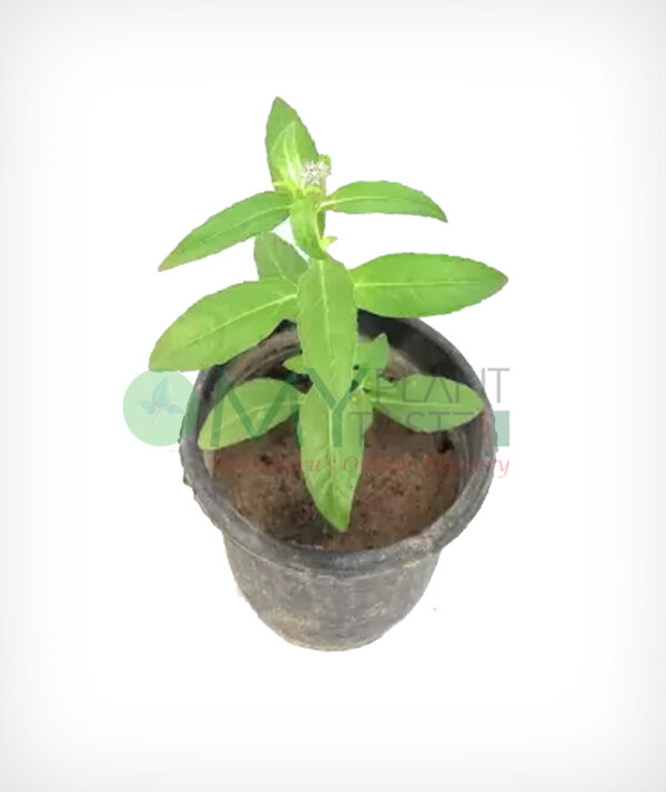 Bhringraj / Eclipta prostrata