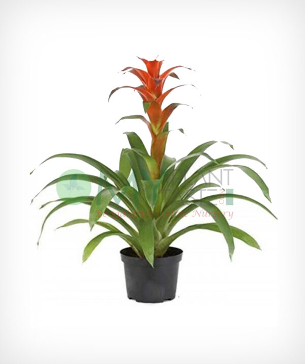 Bromeliads / Bromeliaceae
