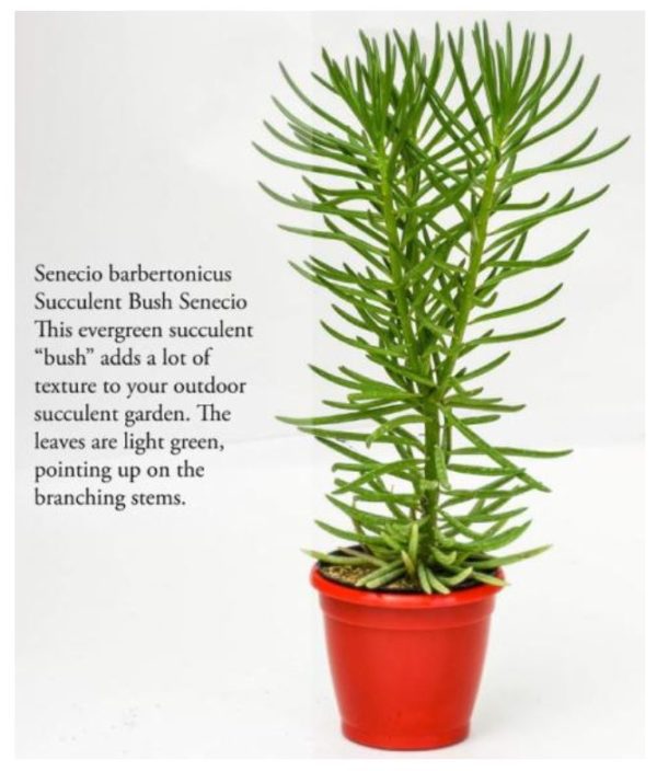 Senecio talinoides / Green chalk sticks