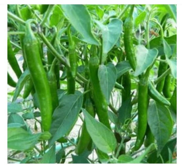 Chilli Plant