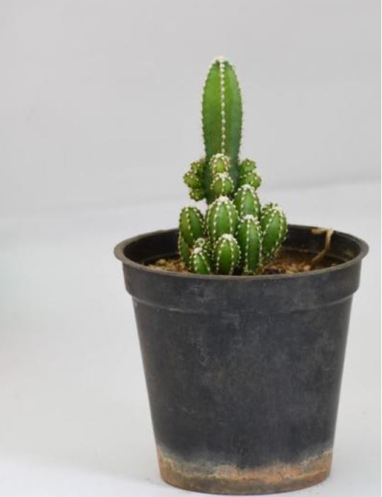 Cactus y suculento de Botanicly Altura 70 cm Euphorbia ingens con maceta antracita cilíndrica como un conjunto 