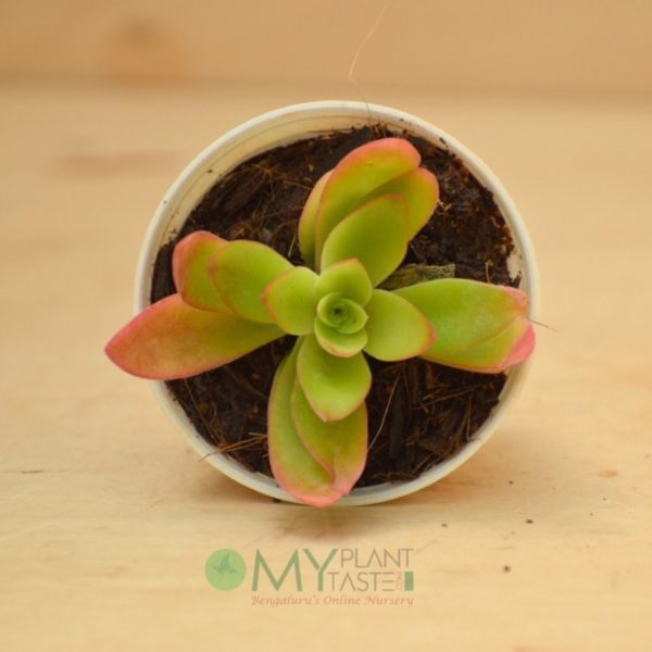 Crassula Campfire - Image 2