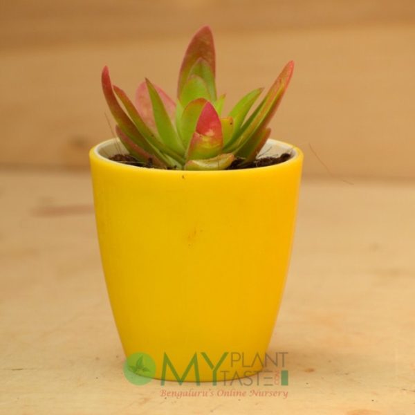 Crassula Campfire