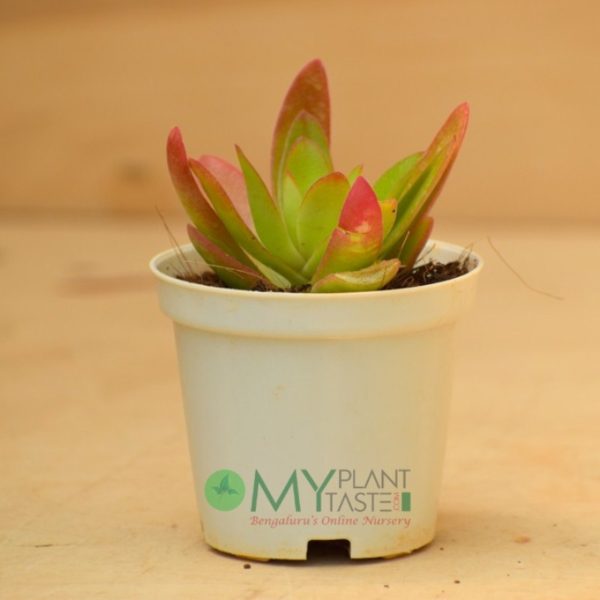 Crassula Campfire - Image 3