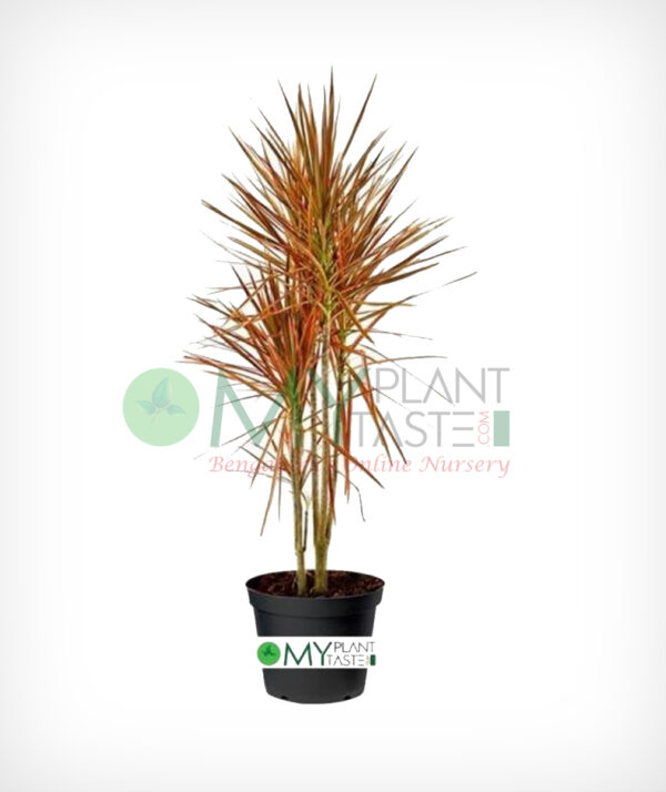 Dragon Tree / Dracaena Marginata