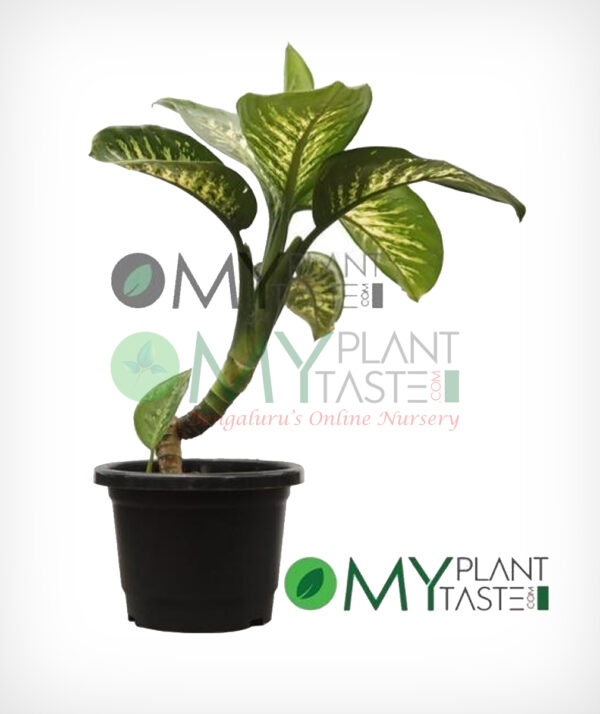 Dumb Cane / Dieffenbachia