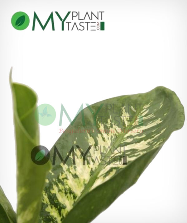 Dumb Cane / Dieffenbachia - Image 3