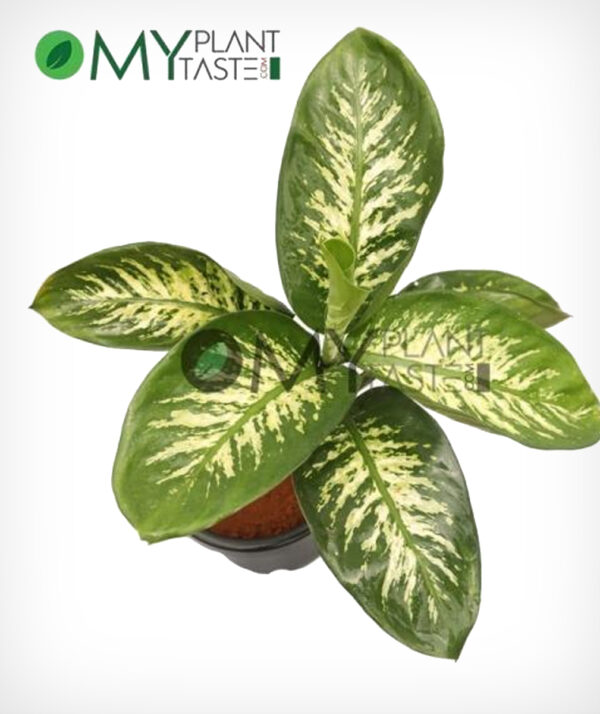 Dumb Cane / Dieffenbachia - Image 2