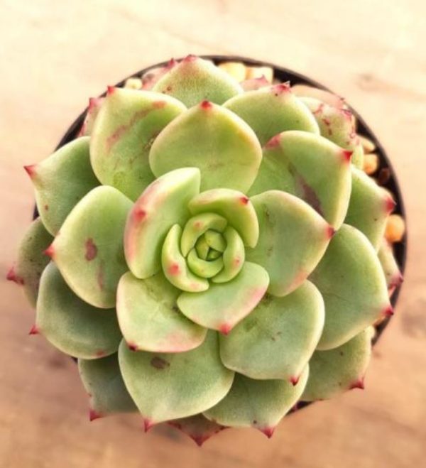 Echeveria Bella Donna