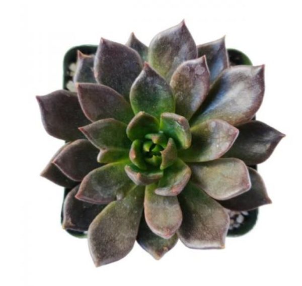 Echeveria Black Prince
