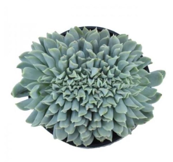 Echeveria Cloud