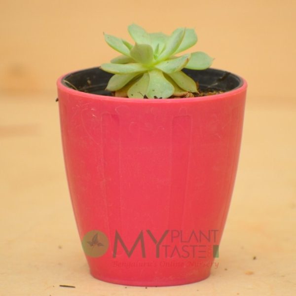 Echeveria Lotus