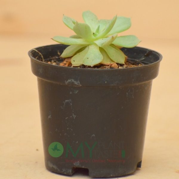 Echeveria Lotus - Image 3
