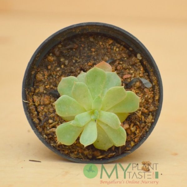 Echeveria Lotus - Image 2