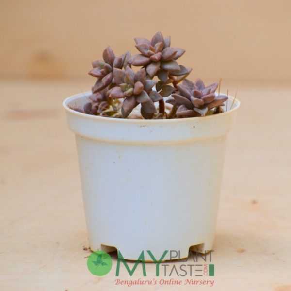Echeveria Mini - Image 2