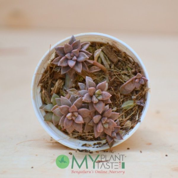 Echeveria Mini - Image 3