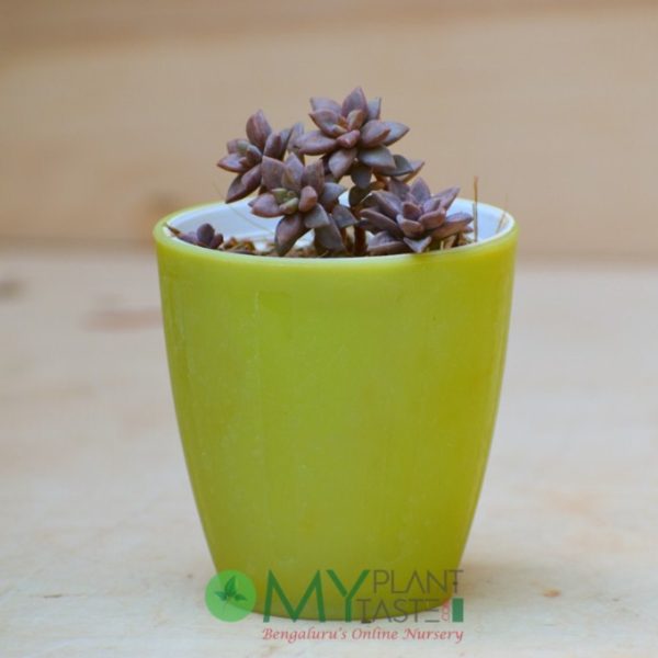 Echeveria Mini
