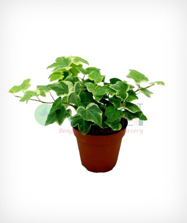 English ivy / Hedera helix
