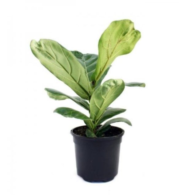 Fiddle Leaf Fig / Ficus Lyrata