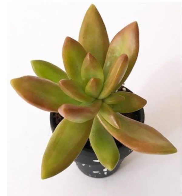 Firestorm - Sedum Adolphi