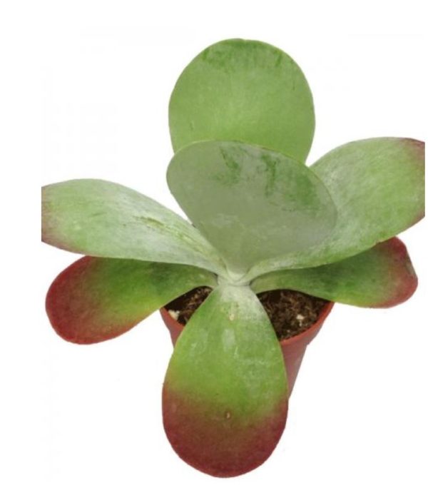 Flapjack Kalanchoe