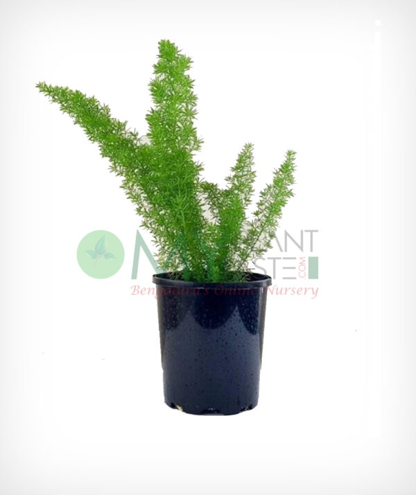 Foxtail Fern / Asparagus densiflorus