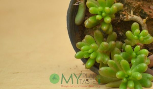 Green Sedum - Image 4