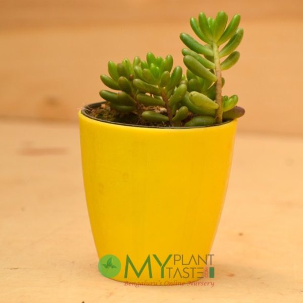 Green Sedum