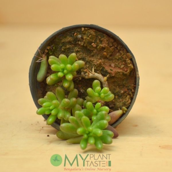 Green Sedum - Image 2