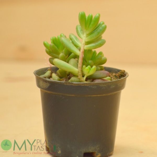 Green Sedum - Image 5