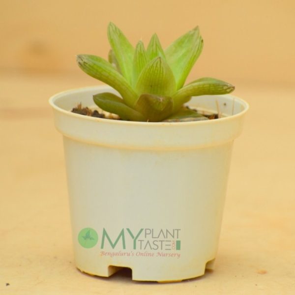 Haworthia Cymbi - Image 3